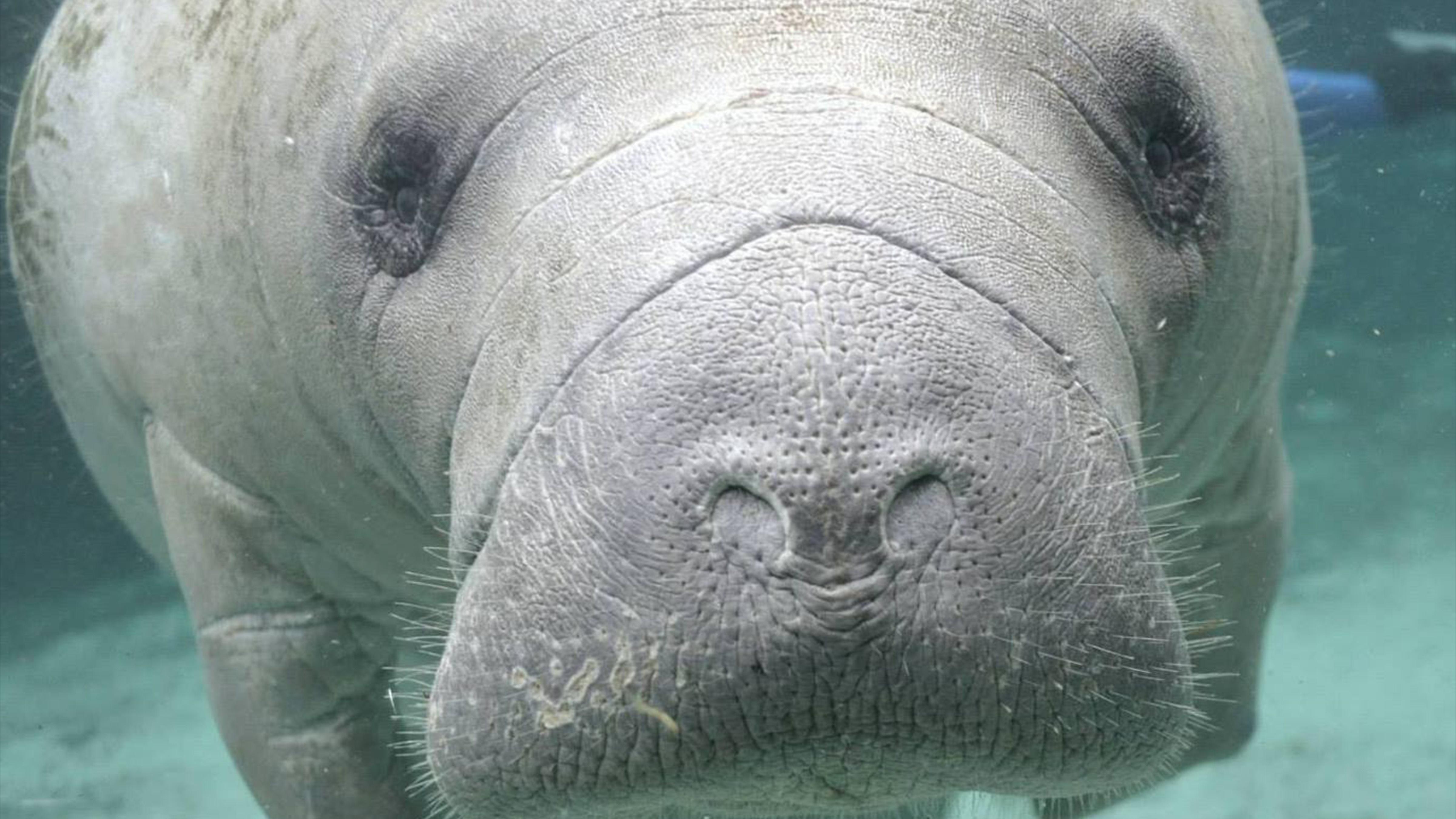 manatees-conserving-a-marine-mammal